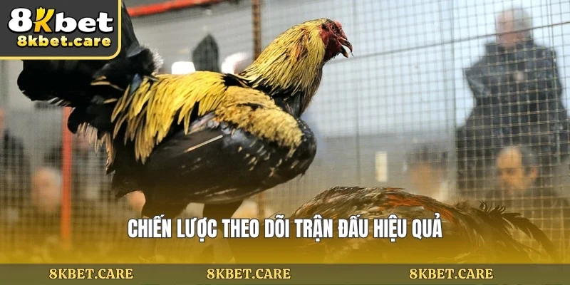 Chiến lược theo dõi trận đấu hiệu quả
