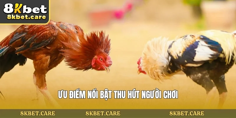 Ưu điểm nổi bật thu hút người chơi